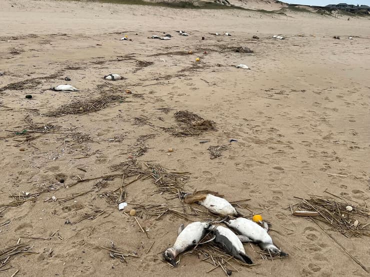 כמה מהפינגווינים המתים בחופי אורוגוואי