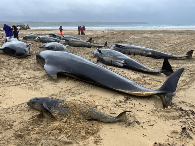 כמה מהלווייתנים שמתו בחוף
