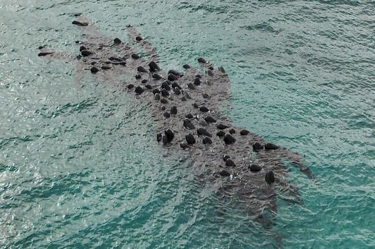 הלווייתנים זוהו במים בדרכם לחוף