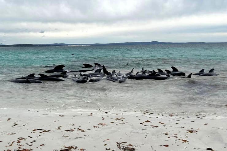 כמה מהלווייתנים שנסחפו לחוף