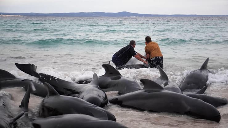 מנסים לסייע ללווייתנים