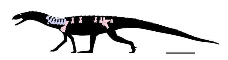 שחזור של מין הארכוזאור ממבאכיטון פיאנדוהאנה (Mambachiton fiandohana)