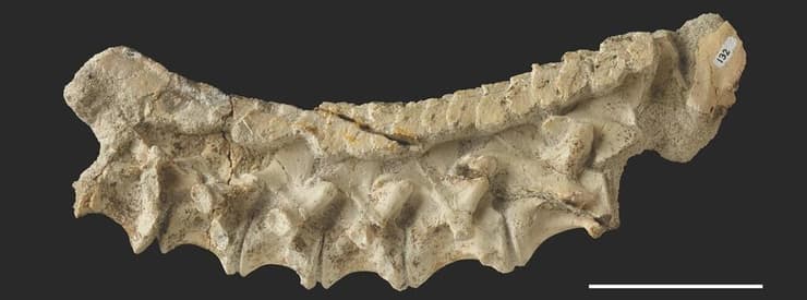 חוליית עמוד השדרה הצווארי המאובנת של מין הארכוזאור ממבאכיטון פיאנדוהאנה (Mambachiton fiandohana), והאוסטאודרמים הממוקמים על גביה