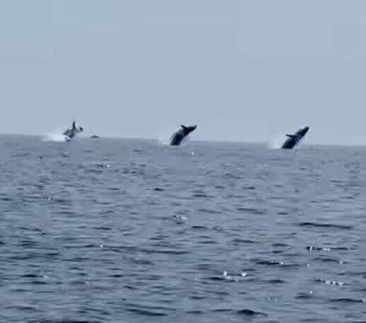 הלווייתנים בריקוד