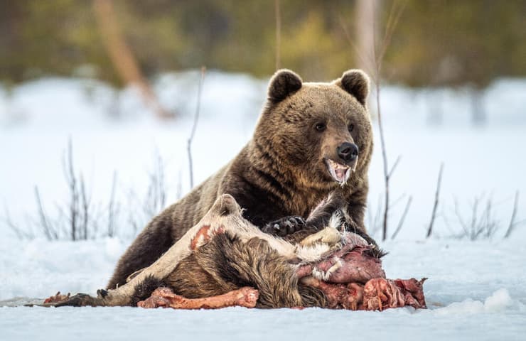 דוב חום ניזון מבשר של בעל חיים אותו טרף