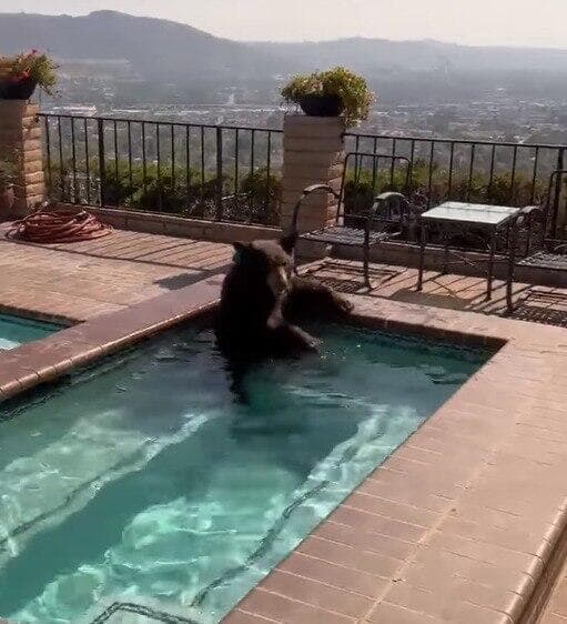 הדוב מתרענן בבריכה