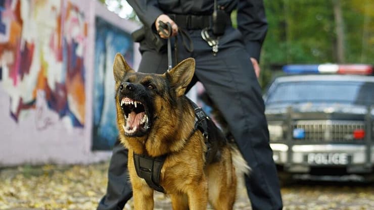 כלב משטרה