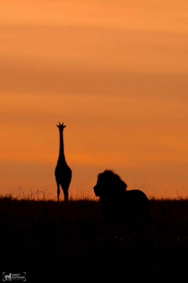 אריה וג'ירפה בקניה 