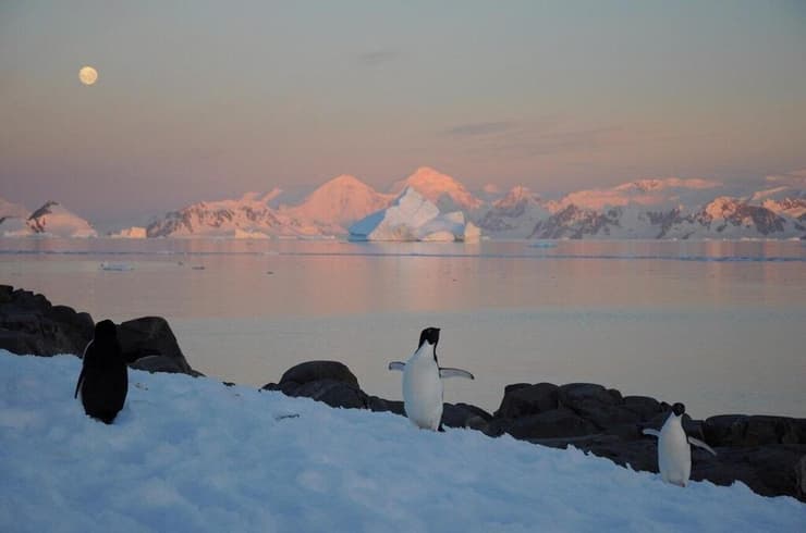 פינגווינים בחצי האי האנטארקטי