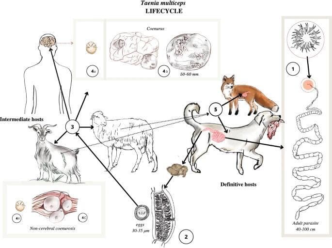מחזור חיים של תולעת הסרט (מתוך המאמר: Taenia multiceps coenurosis: a review | Parasites & Vectors) מחזור חיים של תולעת הסרט