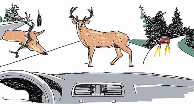 איור: דניאלה לונדון דקל