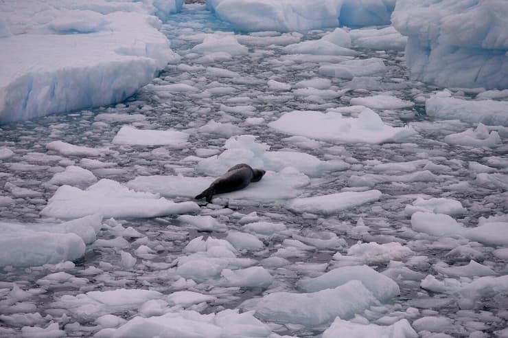 כלב ים באנטארקטיקה