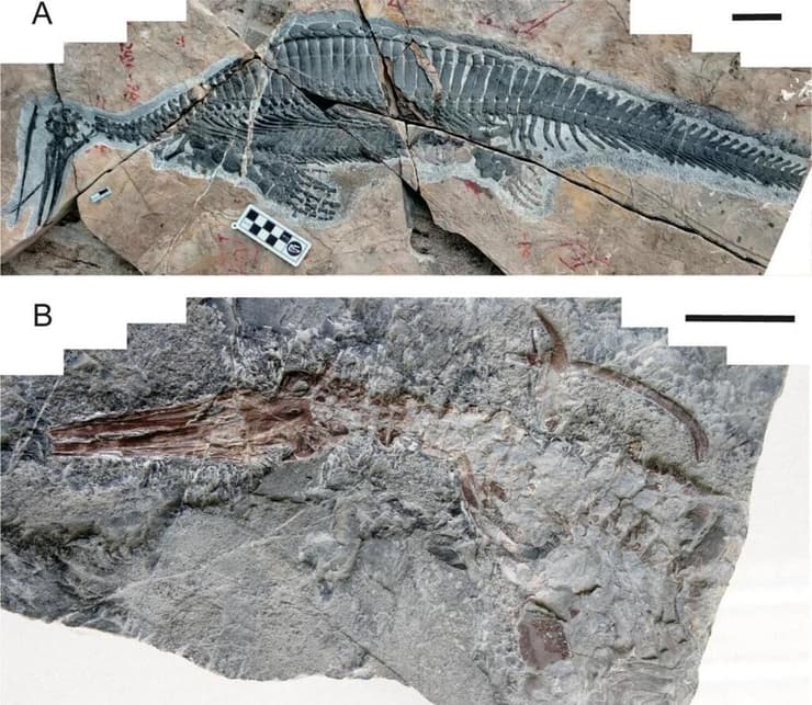 שני המאובנים החדשים שהתגלו של הזוחל הימי הקדום Hupehsuchus nanchangensis