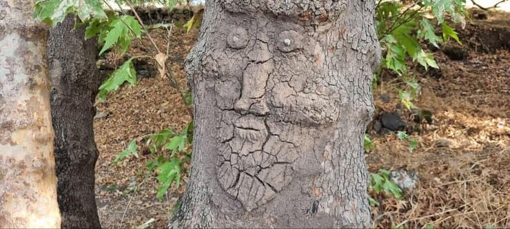 עץ עם פנים