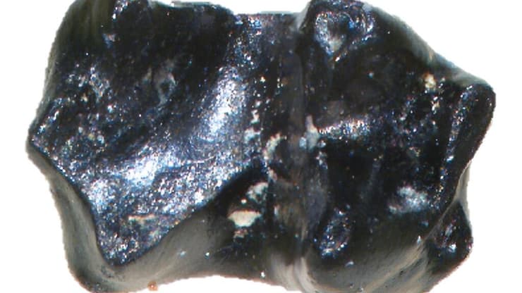 תמונה מיקרוסקופית של שן מאובנת של Sikuomys mikros, שגודלה המקורי דומה לגודל גרגר חול