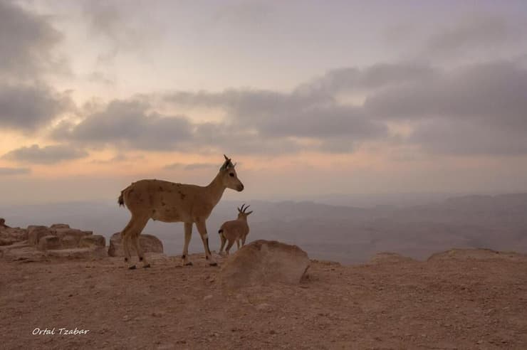 יעלים במצפה רמון
