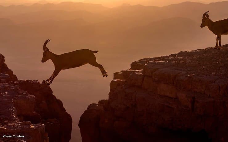 יעלים במצפה רמון
