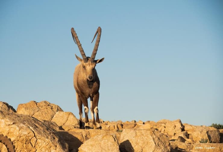 יעלים במצפה רמון