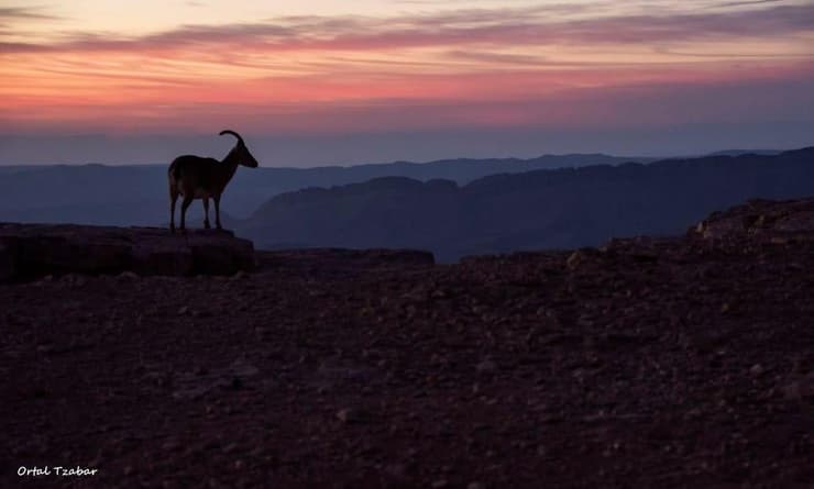 יעלים במצפה רמון