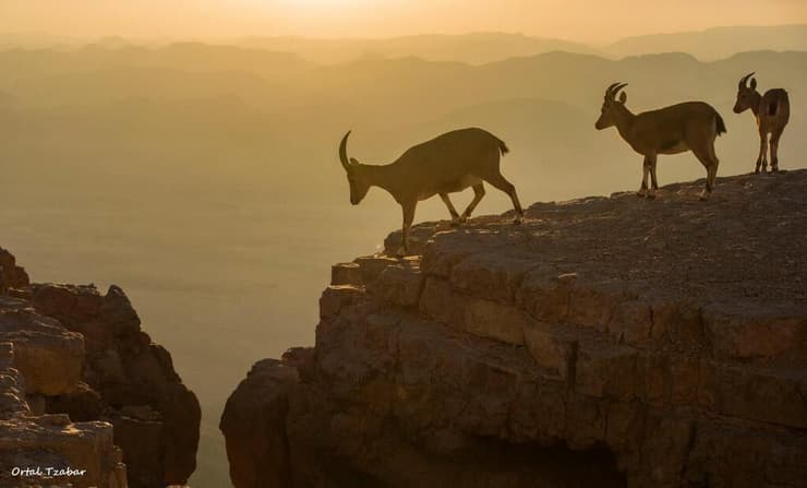 יעלים במצפה רמון
