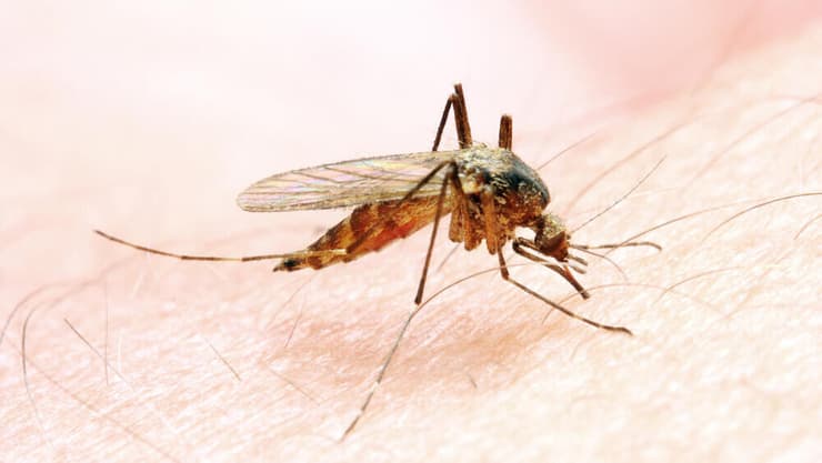 עקיצת יתושת אנופלס שגורמת למלריה