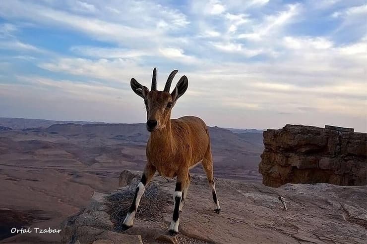יעלים במצפה רמון