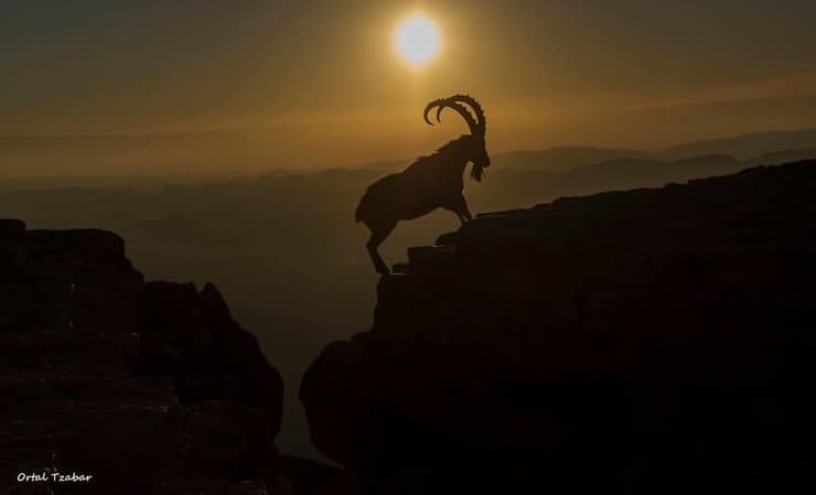 יעלים במצפה רמון