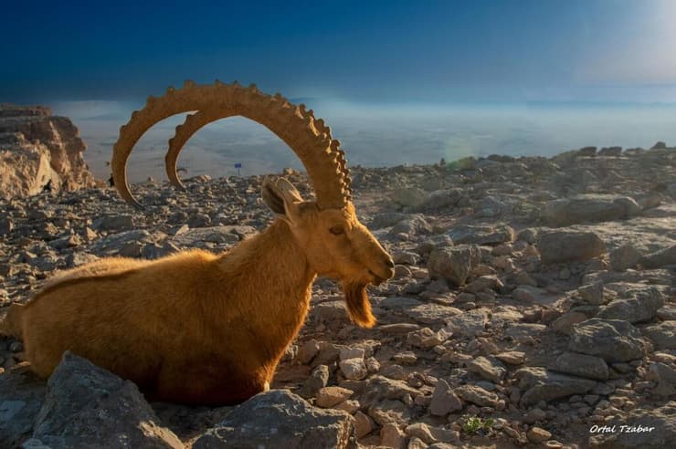 יעלים במצפה רמון