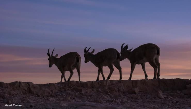 יעלים במצפה רמון