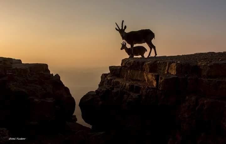 יעלים במצפה רמון