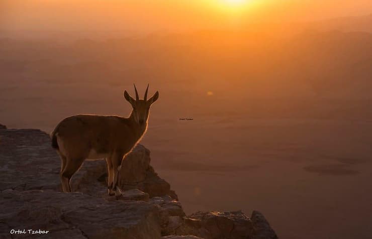 יעלים במצפה רמון
