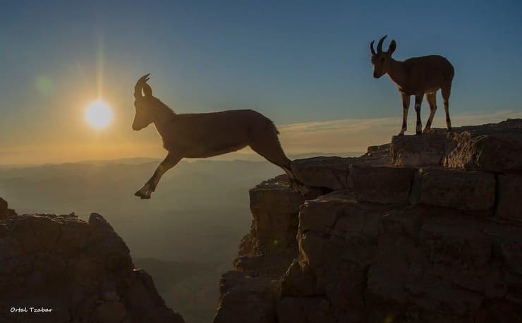יעלים במצפה רמון