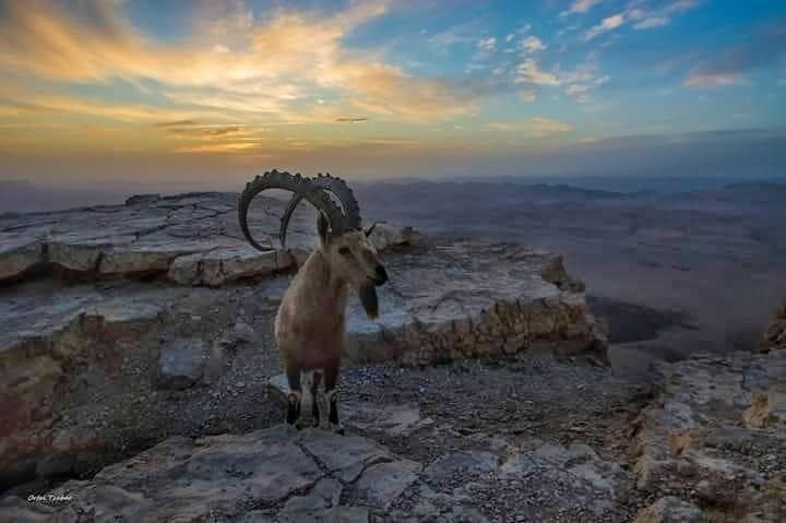 יעלים במצפה רמון