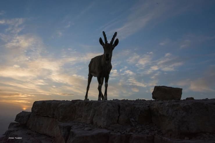 יעלים במצפה רמון