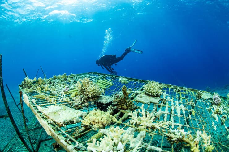 פגיעה באלמוגים במפרץ אילת