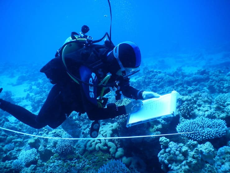 החוקרים בדקו את האלמוגים