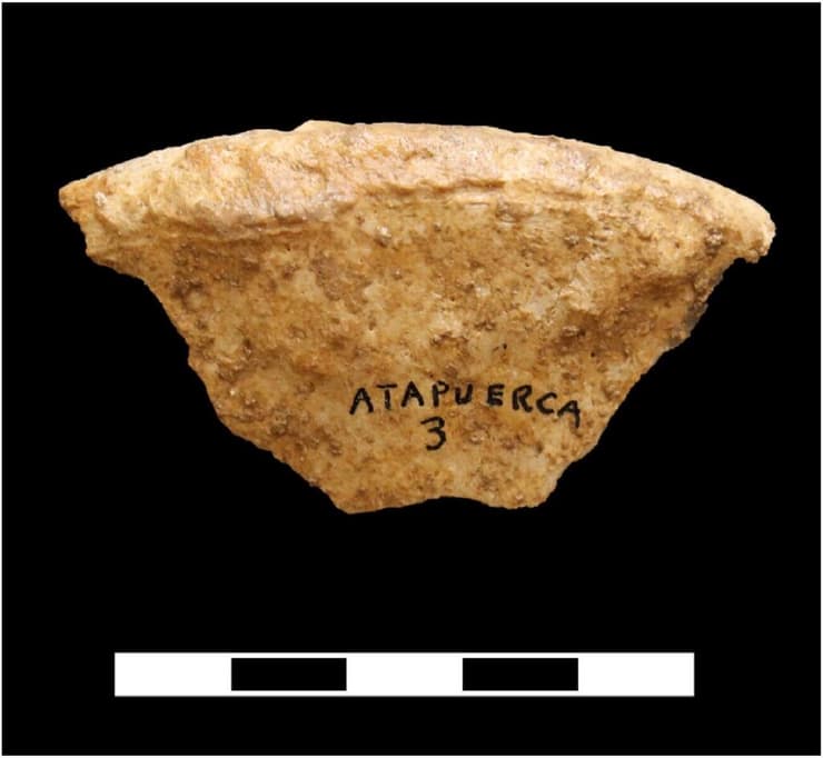 אחד השרידים האנושיים שהתגלו במערת Galería del Sílex בהרי אטאפוורקה שבספרד