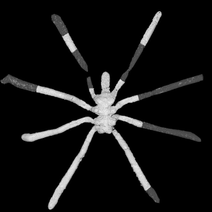 המין Palaeopycnogonides gracilis שנבדק במחקר ונקשר למשפחה נכחדת של עכבישנים ימיים, תחת סריקת CT