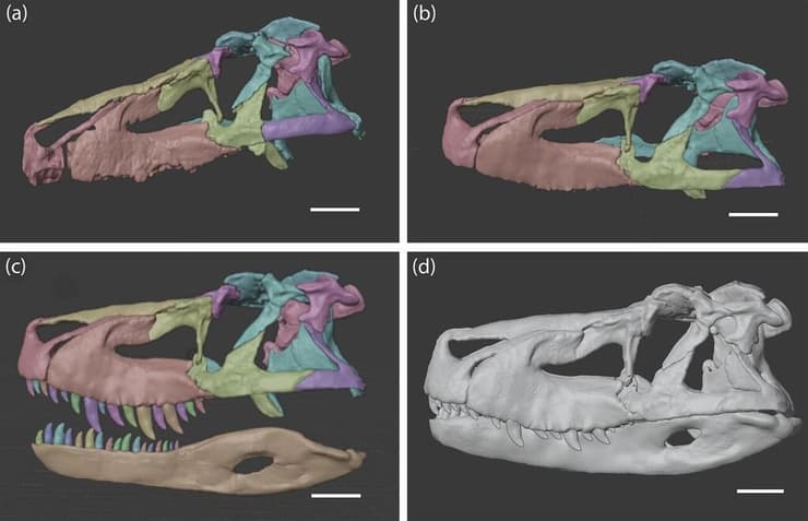 אנטומיה גולגולתית משוחזרת של הזאורוסוכוס, בהשוואה לאלוזאורוס (איור C)