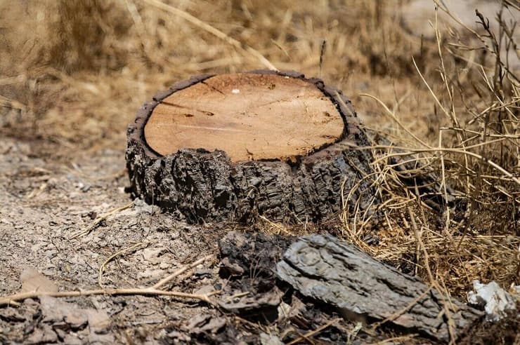 עץ שנכרת באחת מהשמורות בסוריה