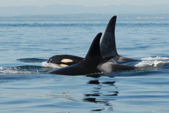 אימהות אורקה משגיחות על בניהן גם לאחר שבגרו. אורקה לאחר גיל הפוריות ובנה | מקור: Copyright Center for Whale Research (CC BY-SA)