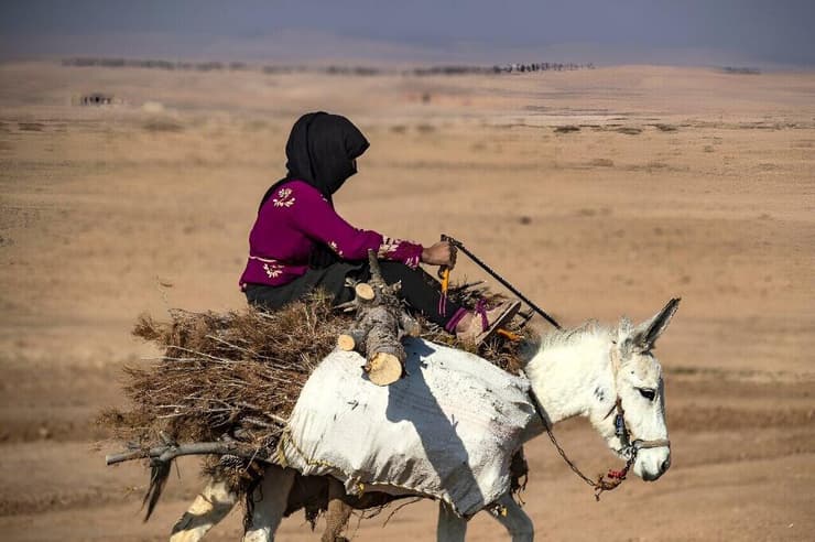 אישה רכובה על חמור, כשהיא נושאת עצים שנכרתו בסמוך לאל-חסכה בסוריה