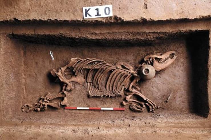 שרידי הטפיר האסייתי שהתגלו בסמוך לקברו של הקיסר וון משושלת האן
