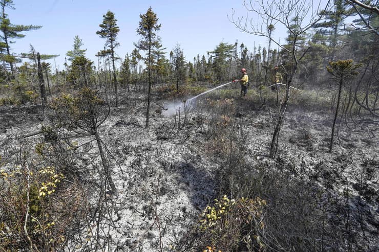 שטחים מיוערים שהאש כילתה בקנדה