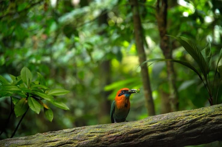 ציפור שהיערות הטרופיים מהווים לה בית