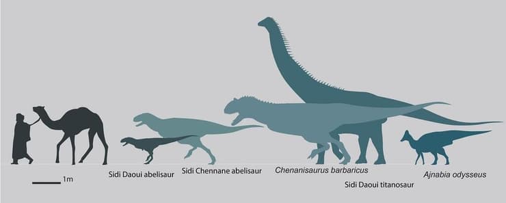 השוואה בין גודלם של שני הדינוזאורים ממשפחת האבליזאוריים, לבין גודלם של יתר מיני הדינוזאורים שהתגלו באותו אזור במרוקו, כמו גם היחס לגודלו של אדם 