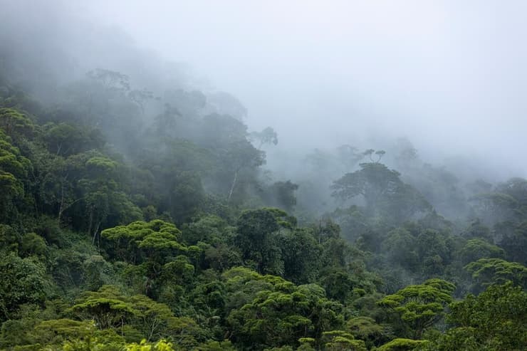 יערות הגשם הטרופיים בברזיל
