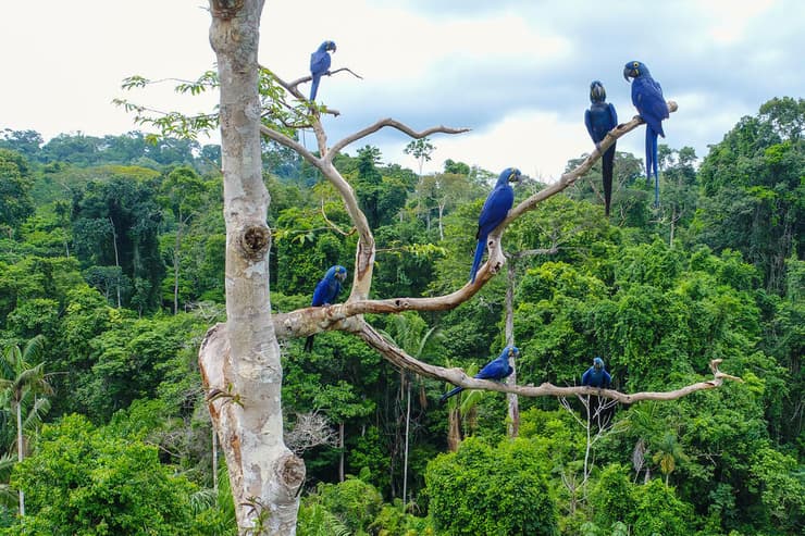 תוכים ממין ארת ענק יקינתונית ביערות הטרופיים בברזיל