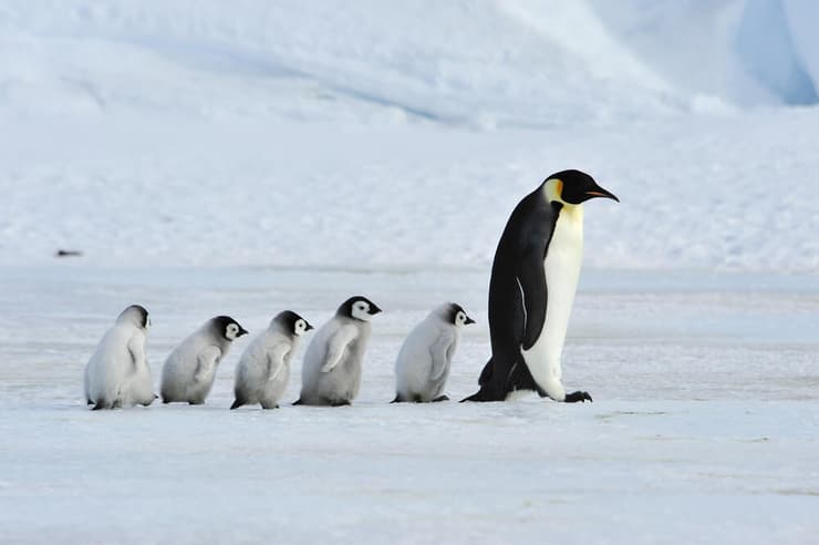 פינגווין קיסרי באנטארקטיקה