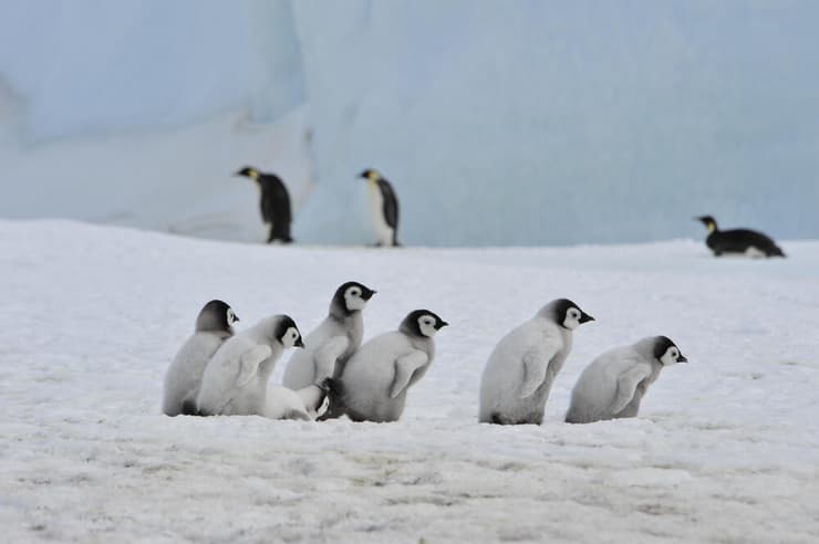 פינגווין קיסרי באנטארקטיקה